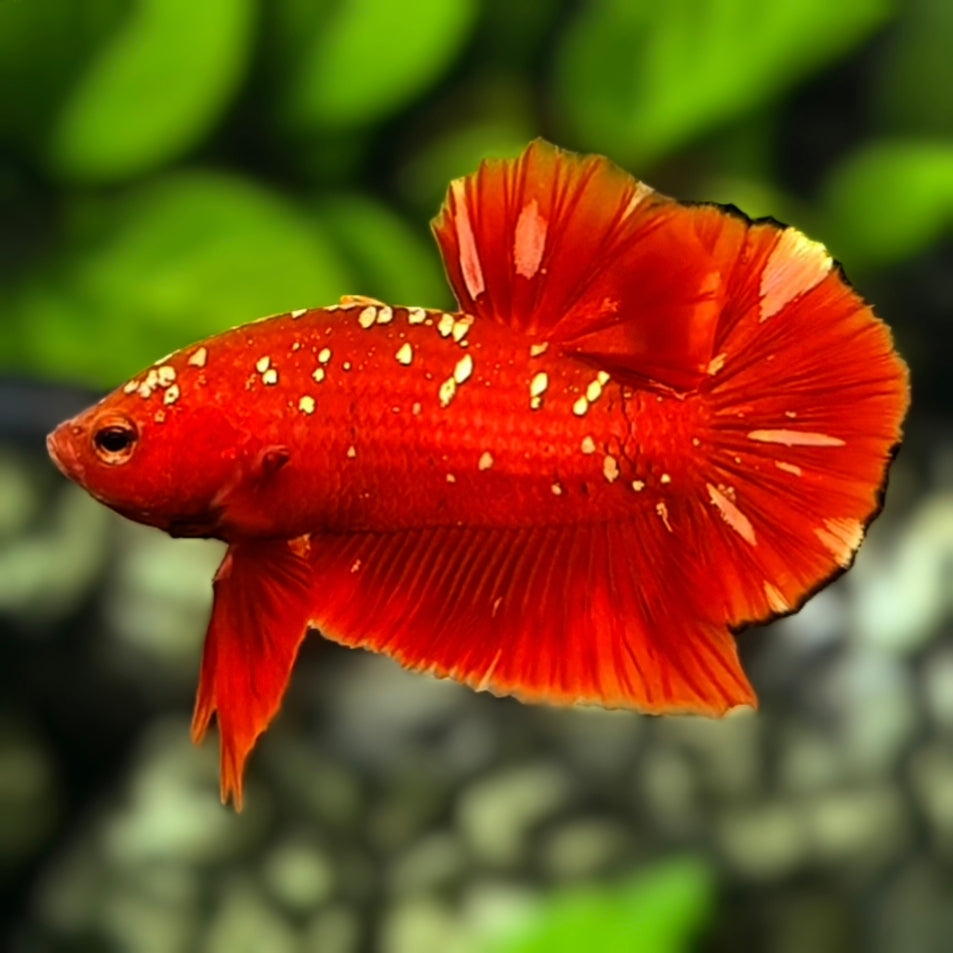 Red Gold Galaxy HMPK Betta Fish Male #RGG