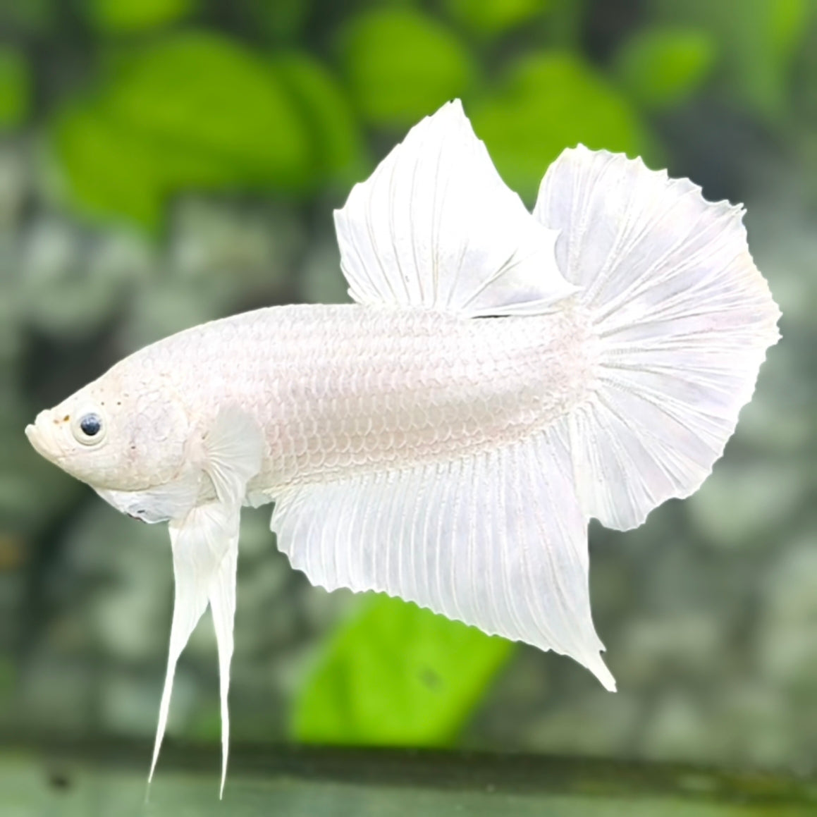 Solid Platinum White HMPK Betta Fish Male
