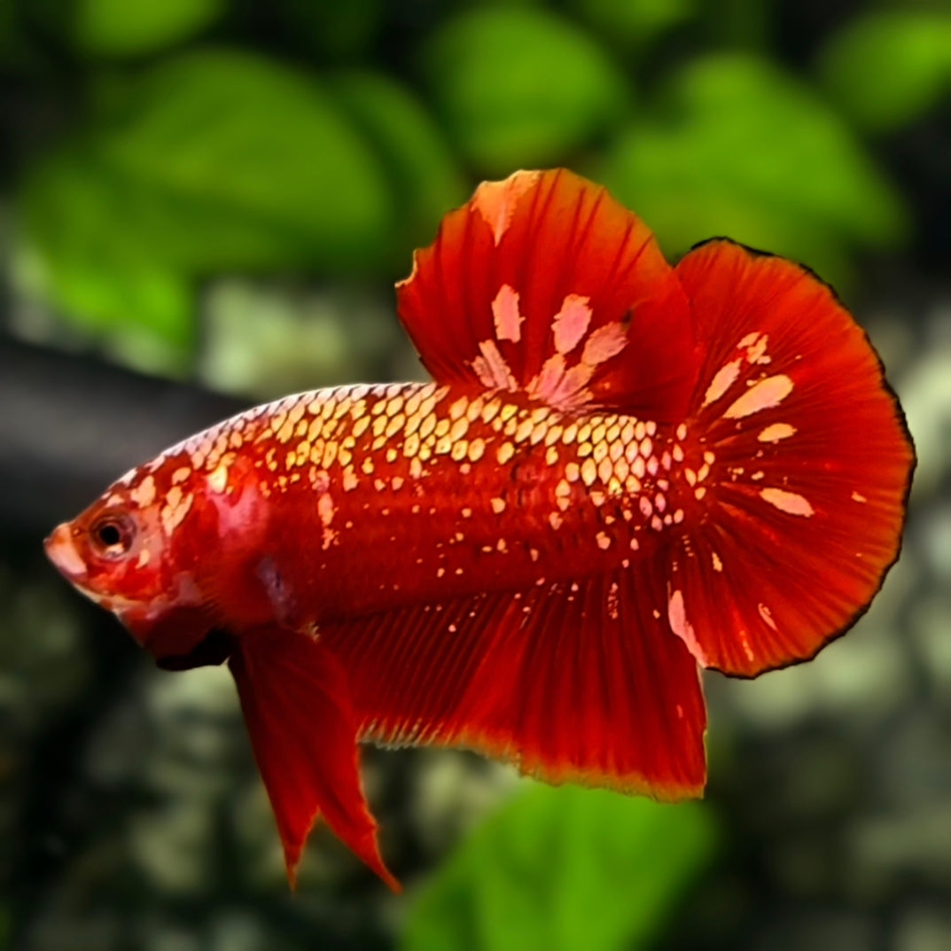 Red Gold Galaxy HMPK Betta Fish Male #RGG