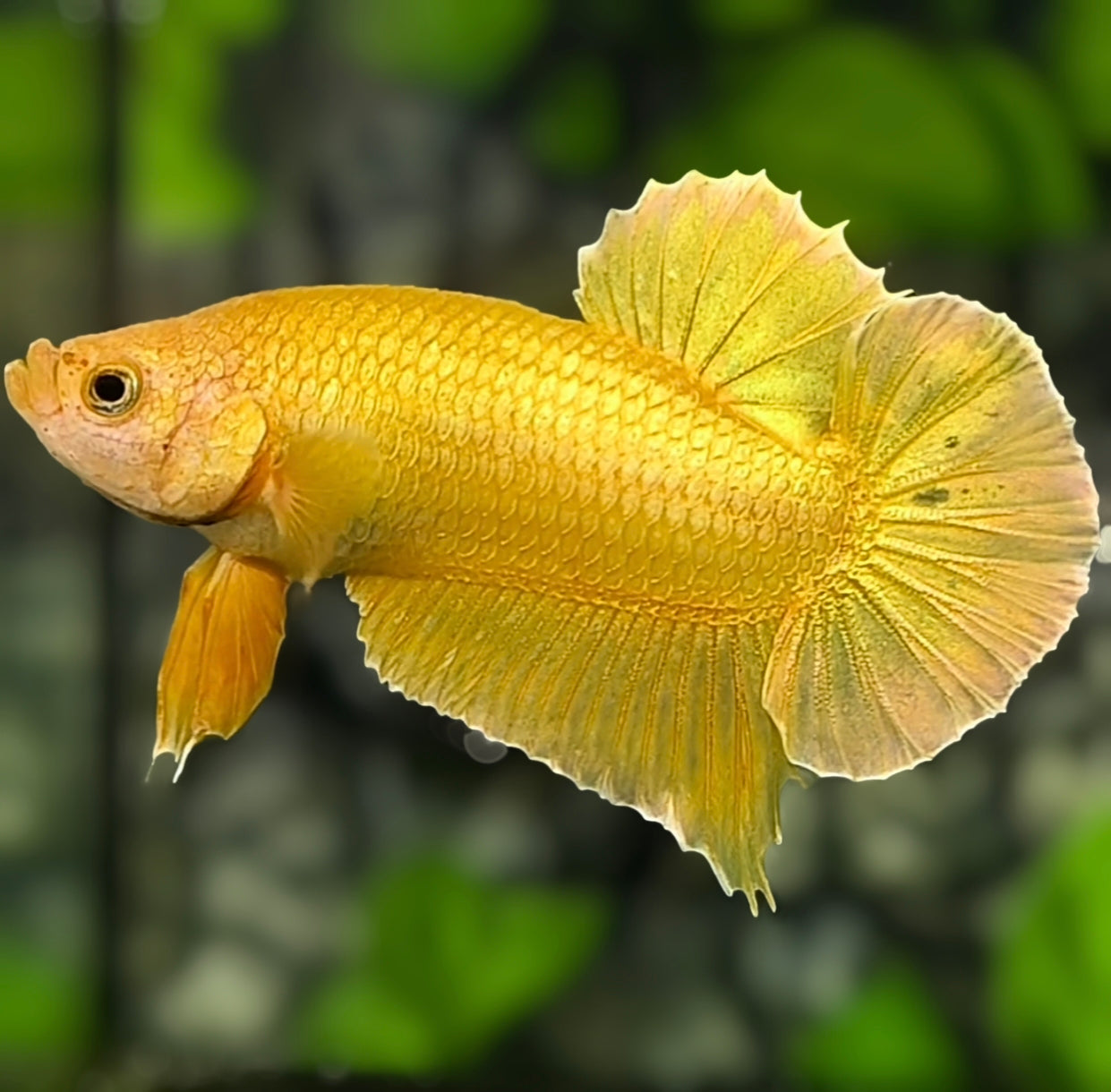 Solid Super Gold 24K HMPK Betta Fish Male