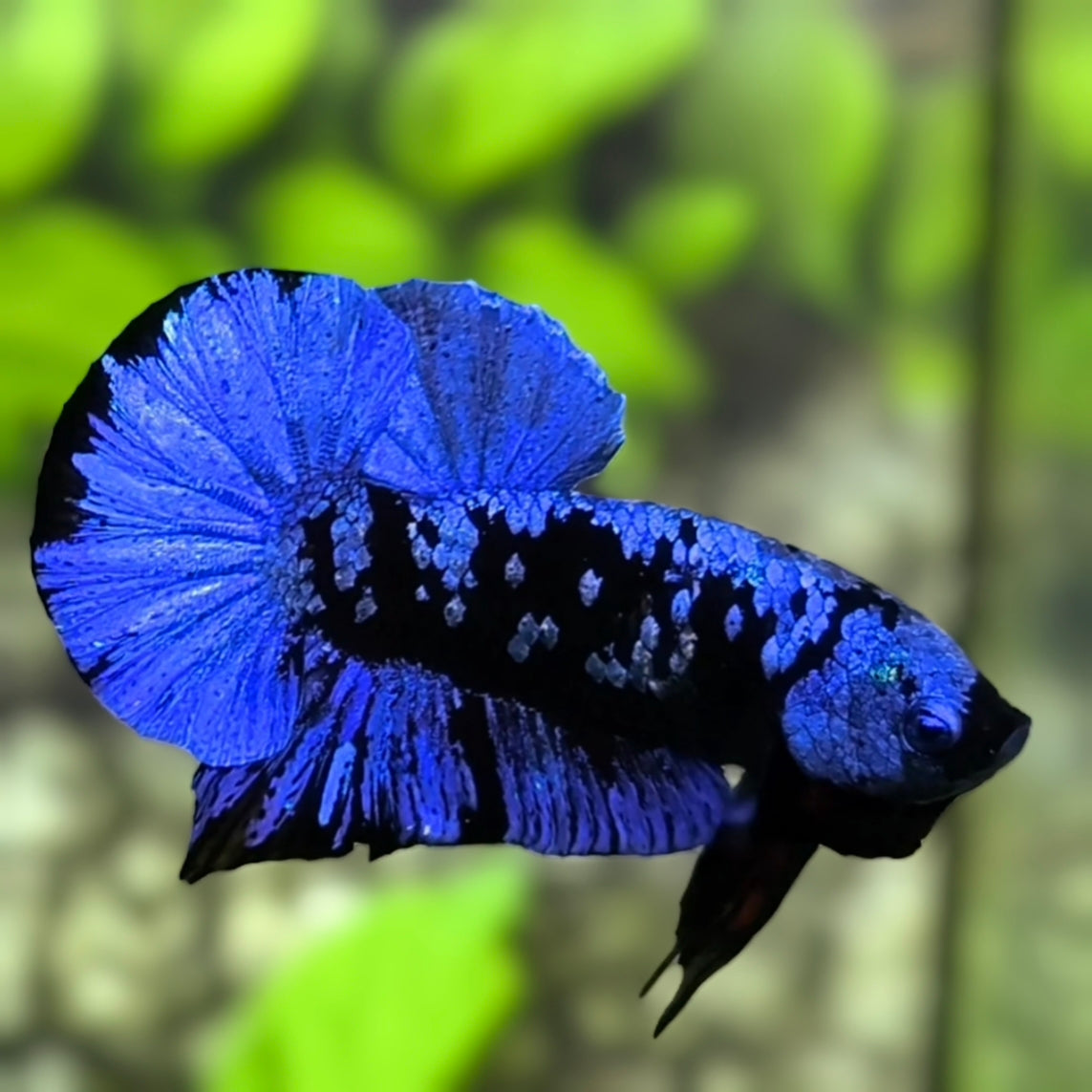 Avatar Blackstar Blue Over HMPK Betta Fish Male
