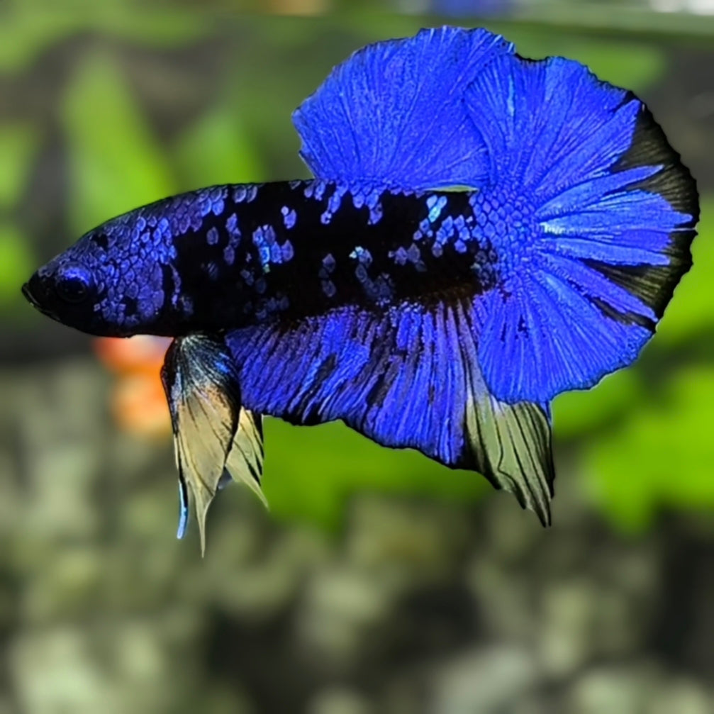 Avatar Blackstar Blue Over HMPK Betta Fish Male