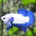 Blue Rim Bicolor HMPK Betta Fish Male