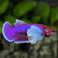 Purple Lavender Dumbo Ears HMPK Betta Fish Female For Sorority / Breed