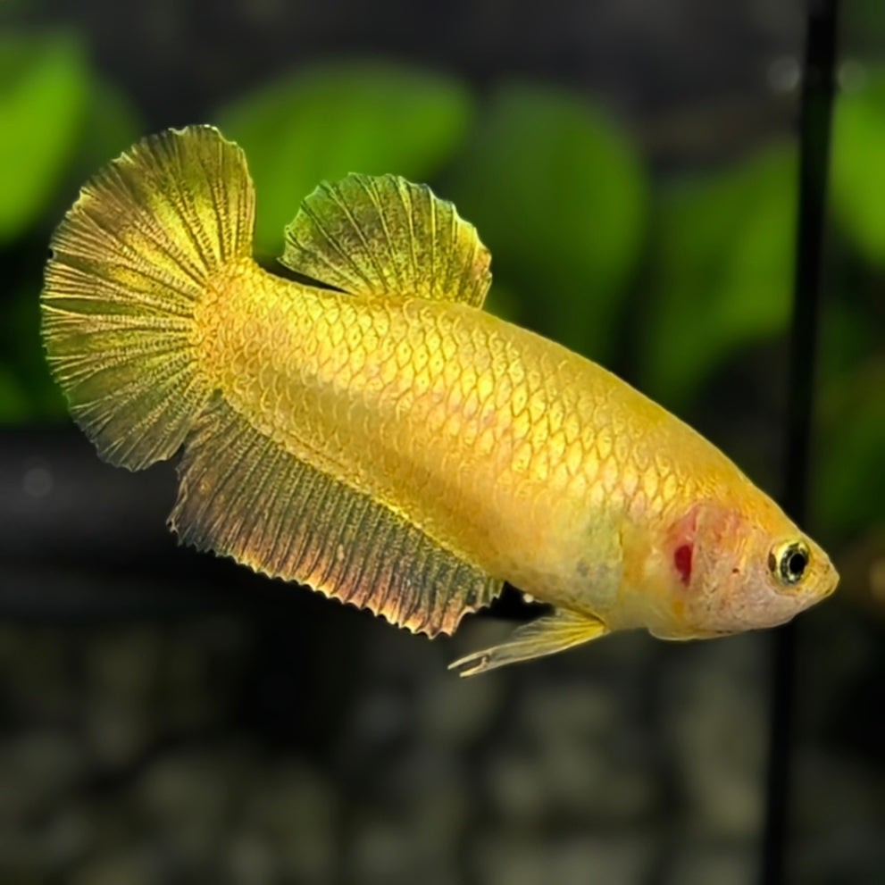 Solid Super Gold 24K HMPK Betta Fish Female For Sorority / Breed