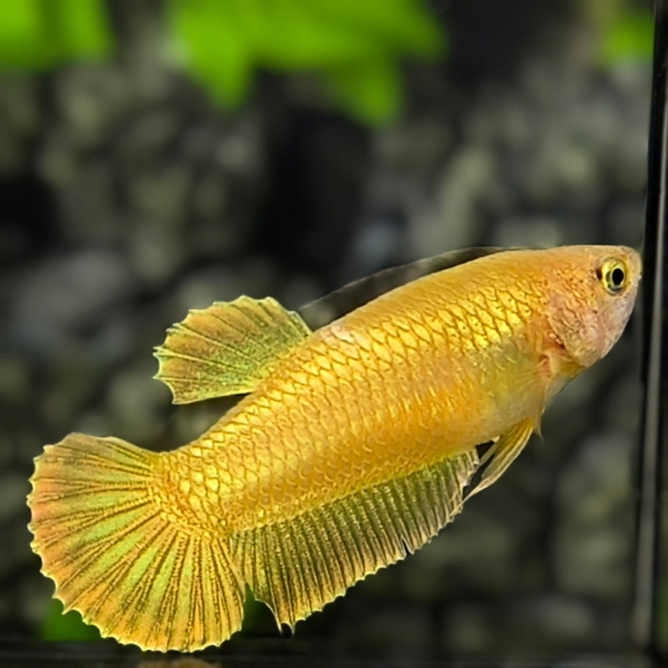 Solid Super Gold 24K HMPK Betta Fish Female For Sorority / Breed