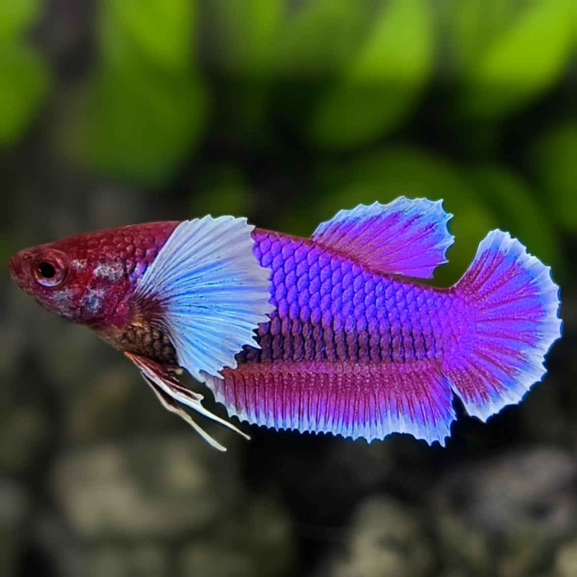 Purple Lavender Dumbo Ears HMPK Betta Fish Female For Sorority / Breed