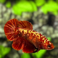 Red Gold Galaxy Halfmoon Betta Fish Female For Sorority / Breed