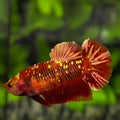 Red Gold Galaxy HMPK Betta Fish Female For Sorority / Breed #RGG