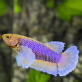 Purple Yellow Lavender Dumbo Ears HMPK Betta Fish Female For Sorority / Breed