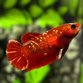 Red Gold Galaxy HMPK Betta Fish Female For Sorority / Breed #RGG