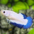 Blue Rim Butterfly HMPK Betta Fish Female For Sorority / Breed