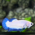 Blue Rim Butterfly HMPK Betta Fish Female For Sorority / Breed