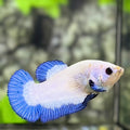 Blue Rim Butterfly HMPK Betta Fish Female For Sorority / Breed