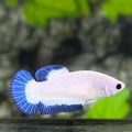 Blue Rim Butterfly HMPK Betta Fish Female For Sorority / Breed