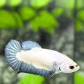 Steel Blue Rim Bicolor HMPK Betta Fish Female For Sorority / Breed