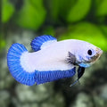 Blue Rim Bicolor HMPK Betta Fish Female For Sorority / Breed