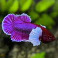 Purple Lavender Dumbo Ears HMPK Betta Fish Male