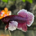 Purple Lavender Dumbo Ears HMPK Betta Fish Male