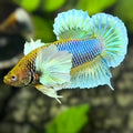 Yellow Salamander Dumbo Ears HMPK Betta Fish Male