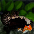 Black Samurai HMPK Betta Fish Male