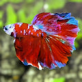 Multicolor Red Galaxy Halfmoon Betta Fish Male