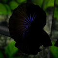 Black Startail Halfmoon Betta Fish Male