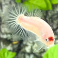 Tancho Koi HMPK Betta Fish Male
