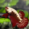 Red Samurai HMPK Betta Fish Male