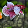 Shark Fin Purple Lavender Dumbo Ears HMPK Betta Fish Male