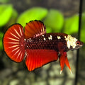Red Mamba HMPK Betta Fish Male