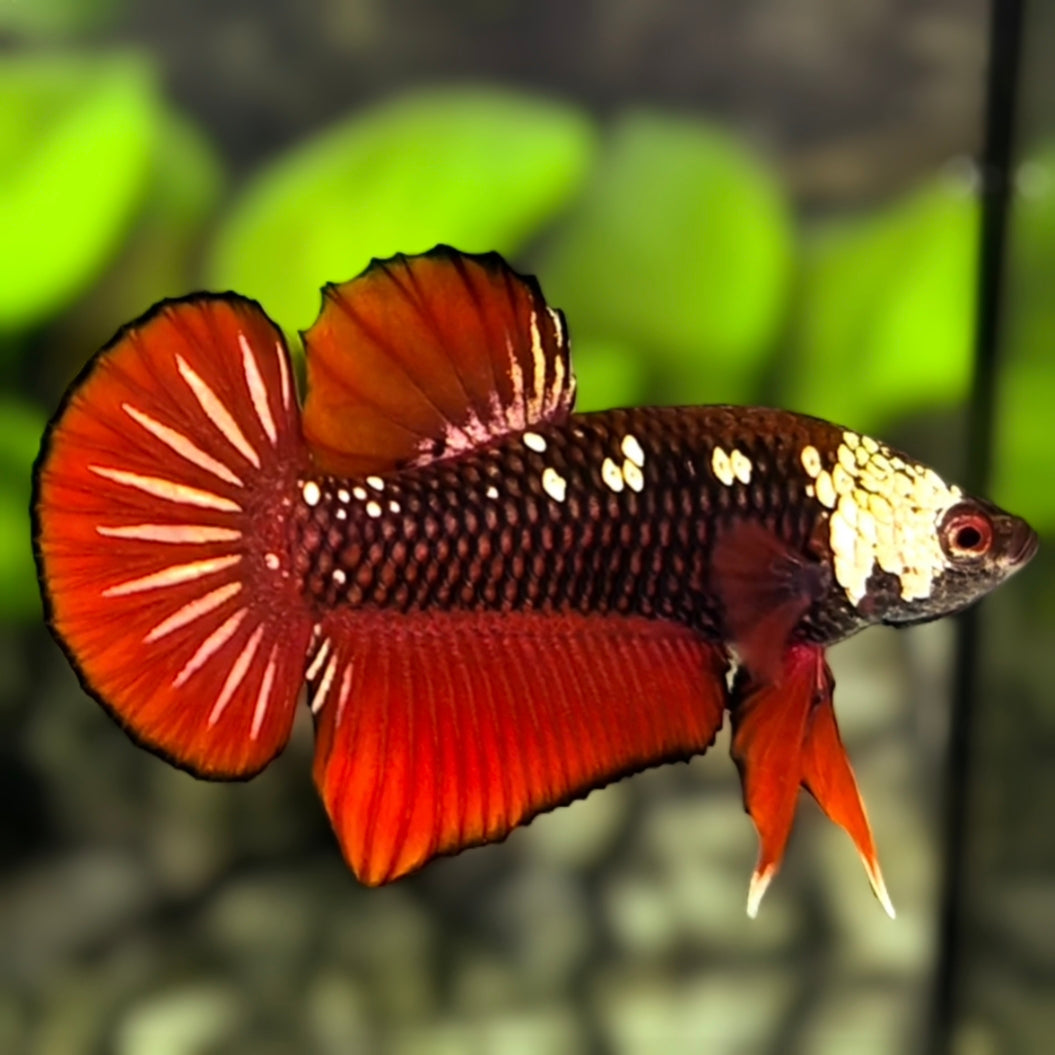 Red Mamba HMPK Betta Fish Male
