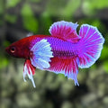 Purple Lavender Dumbo Ears HMPK Betta Fish Male
