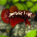 Red Mamba HMPK Betta Fish Male