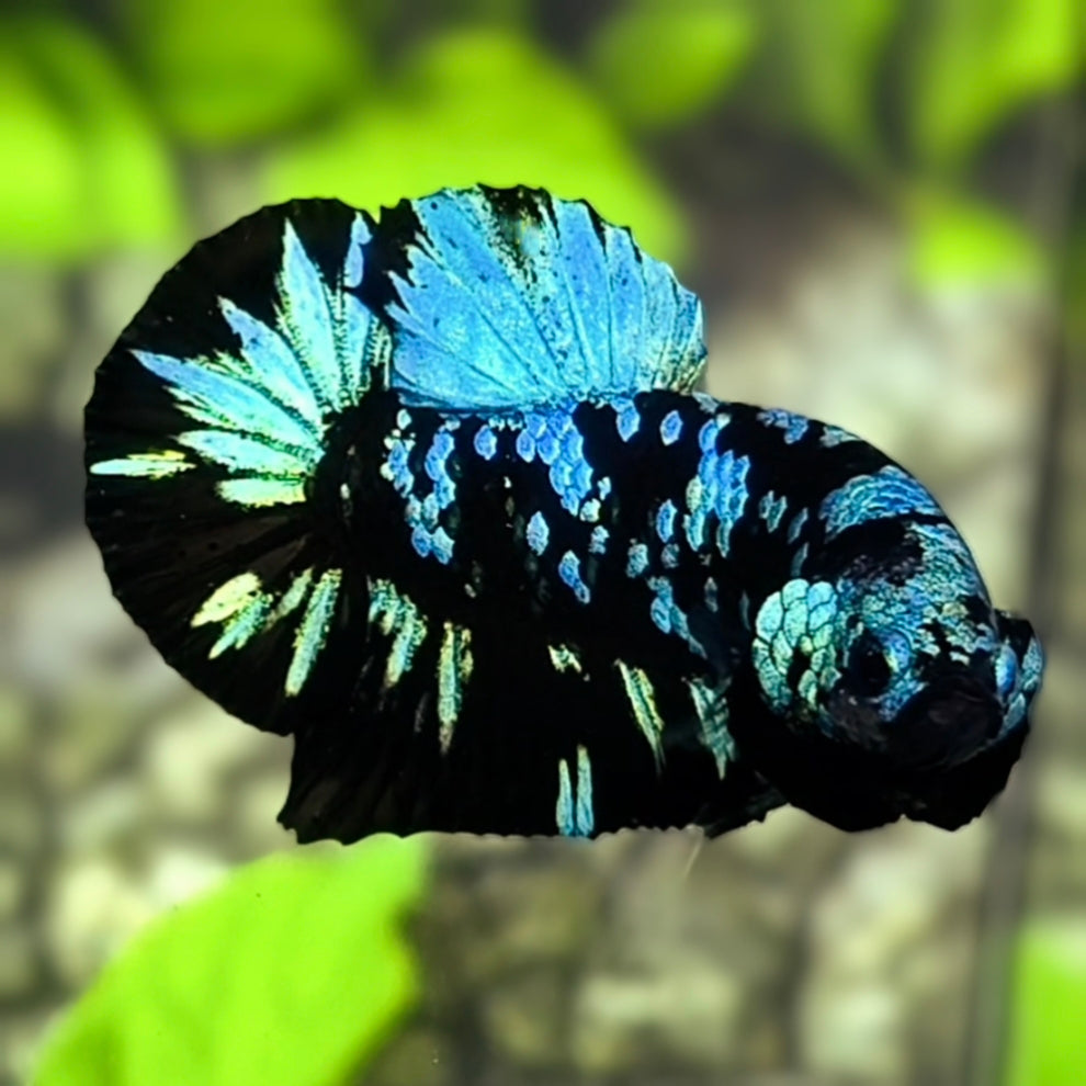 Avatar Blackstar Green HMPK Betta Fish Male