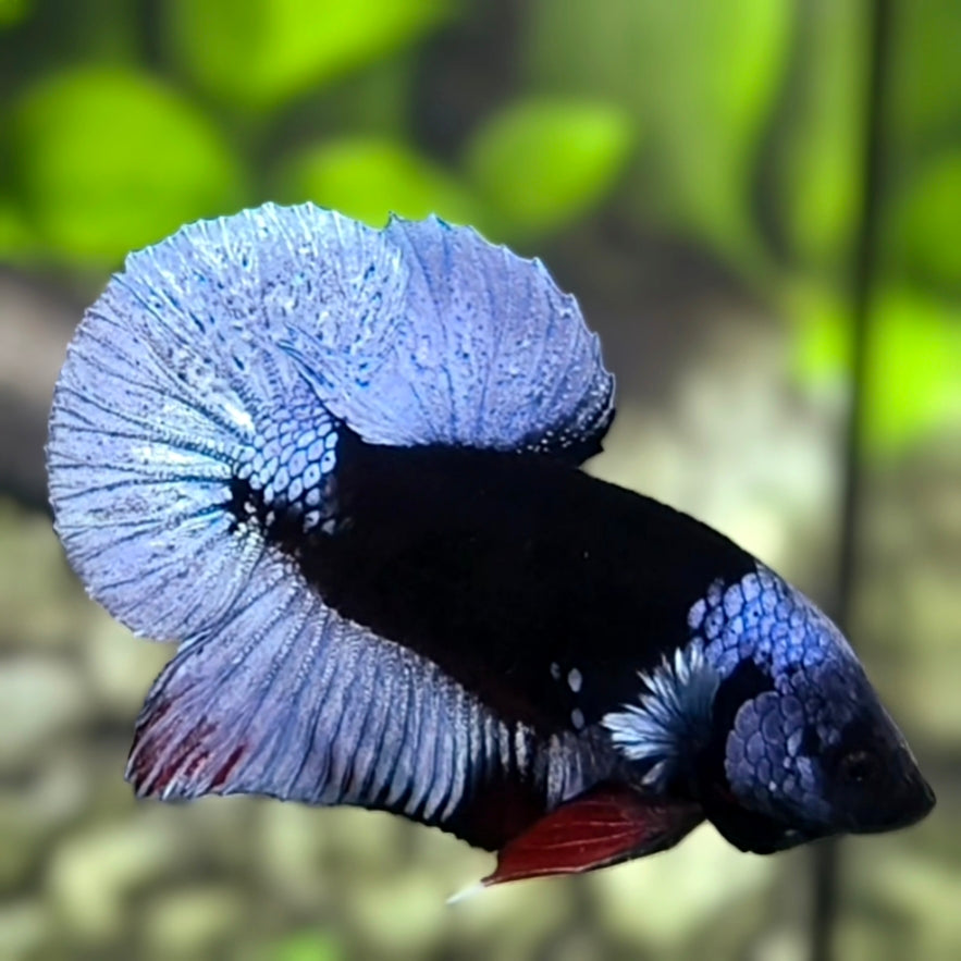 Helmet Black Light Purple Grey HMPK Betta Fish Male