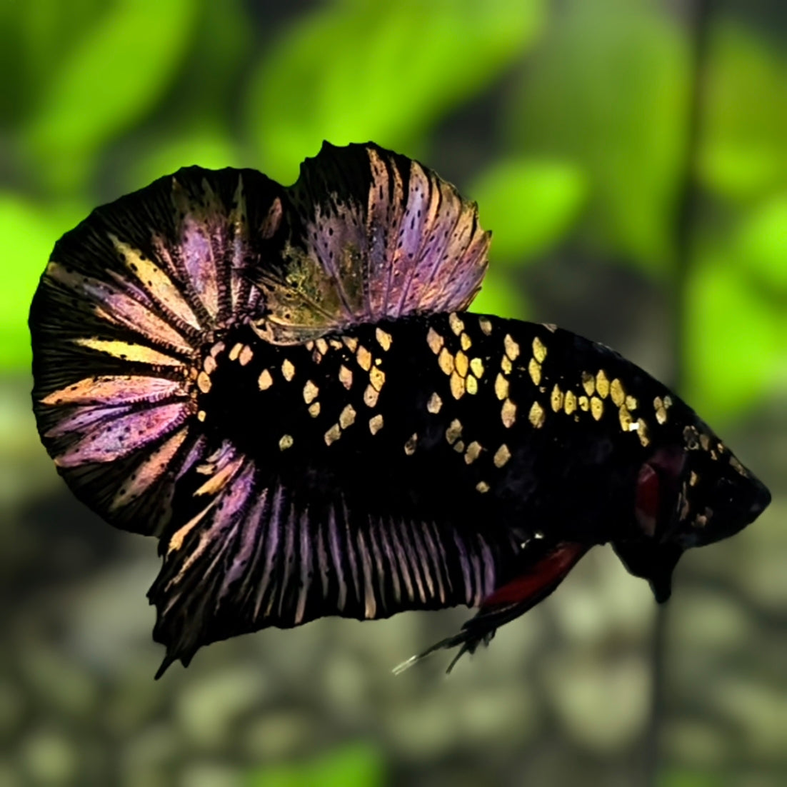 Avatar Black Panther HMPK Betta Fish Male