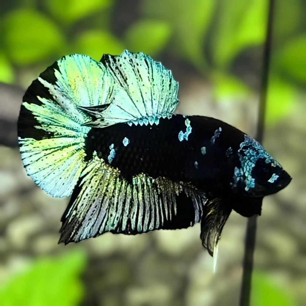 Avatar Blackstar Turquoise Green HMPK Betta Fish Male