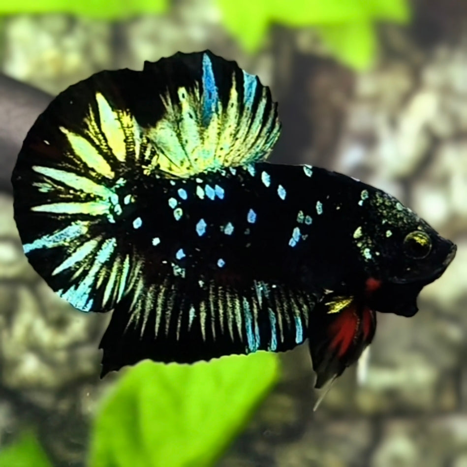 Avatar Blackstar Green HMPK Betta Fish Male