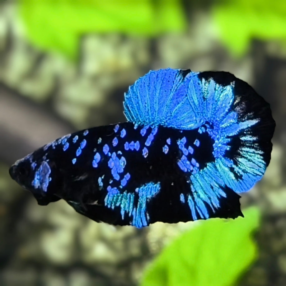 Avatar Blackstar Turquoise HMPK Betta Fish Male