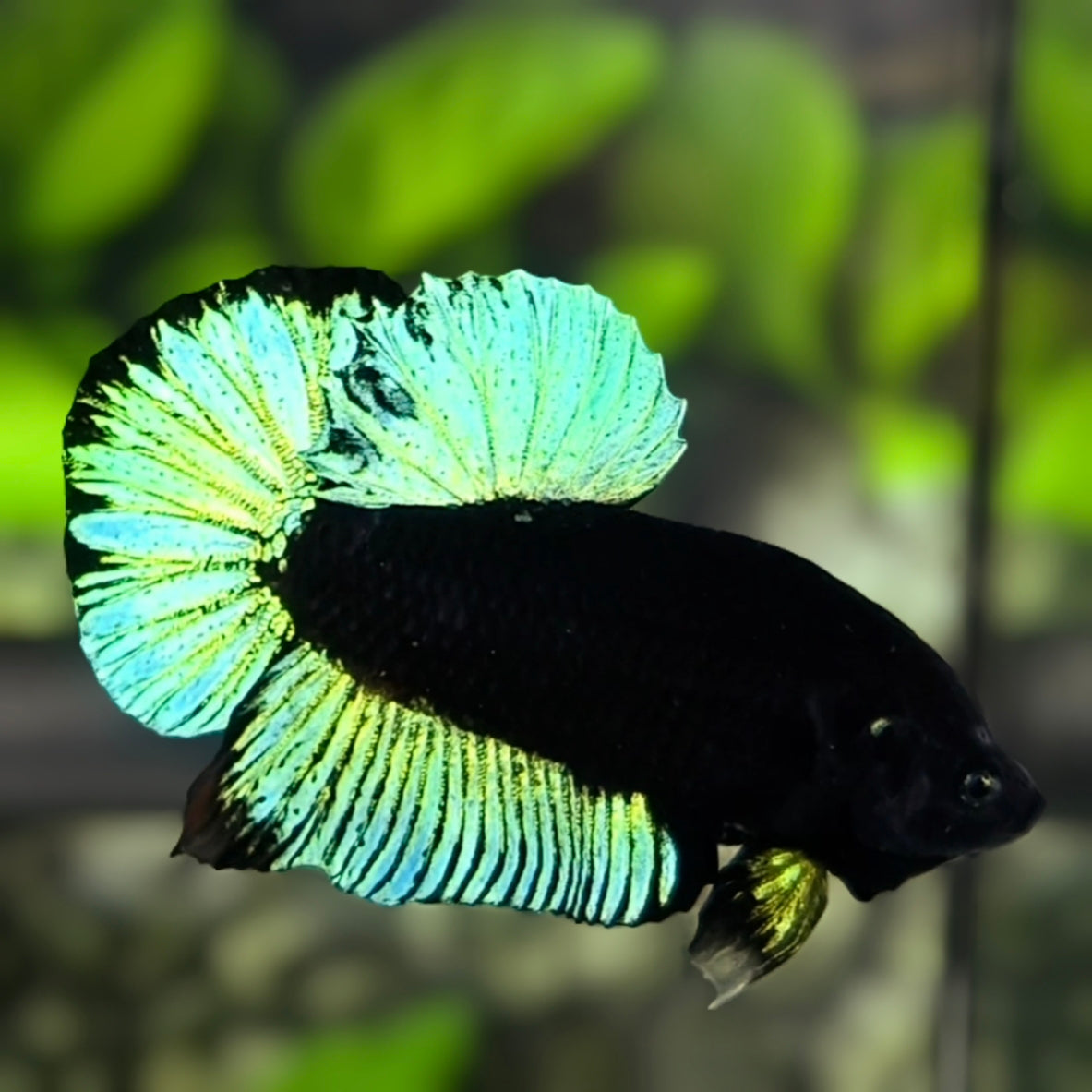 Bicolor Black Light Shimmer Green HMPK Betta Fish Male