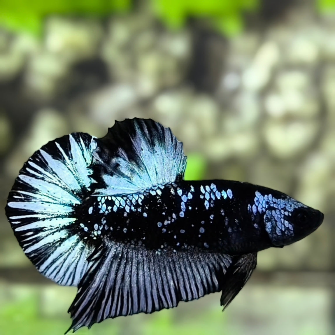 Avatar Blackstar Grey HMPK Betta Fish Male
