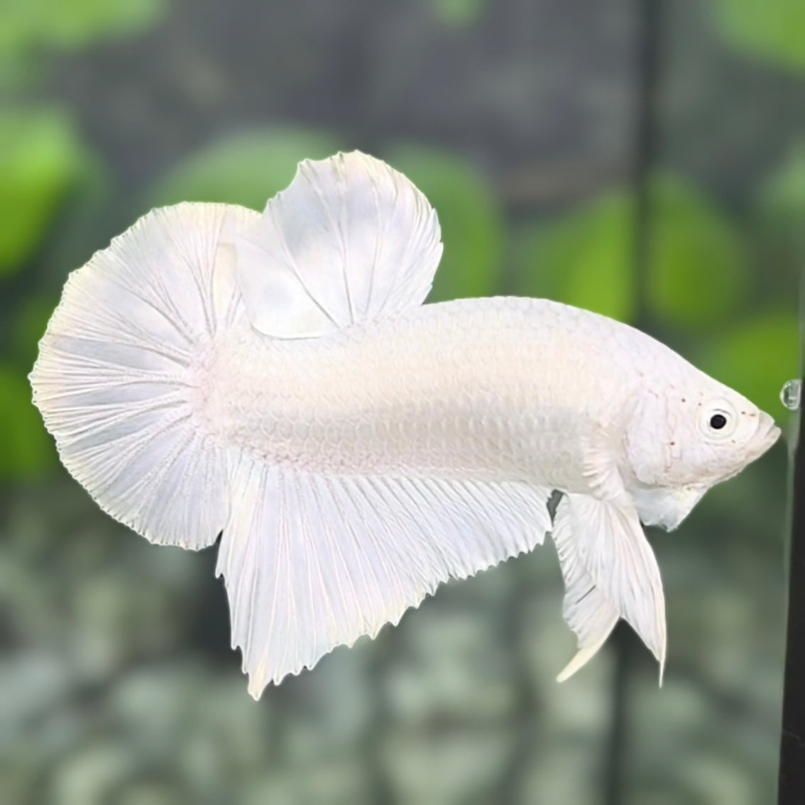 Solid Platinum White HMPK Betta Fish Male
