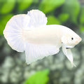Solid Platinum White HMPK Betta Fish Male