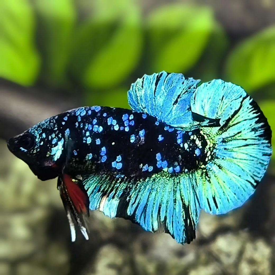 Avatar Blackstar Turquoise HMPK Betta Fish Male