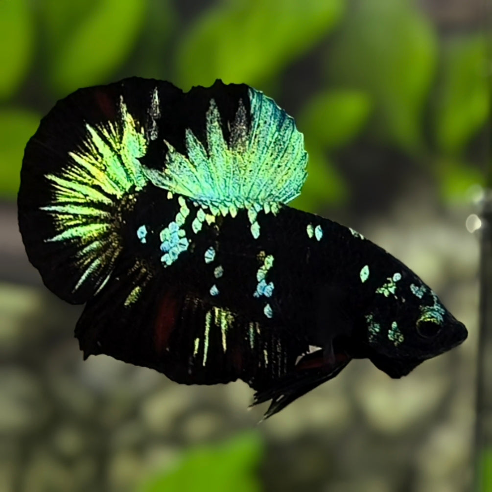 Avatar Blackstar Green HMPK Betta Fish Male