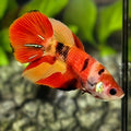 Nemo Koi Halfmoon Betta Fish Female For Sorority / Breed