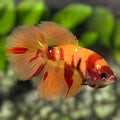Nemo Leopard Halfmoon Betta Fish Female For Sorority / Breed