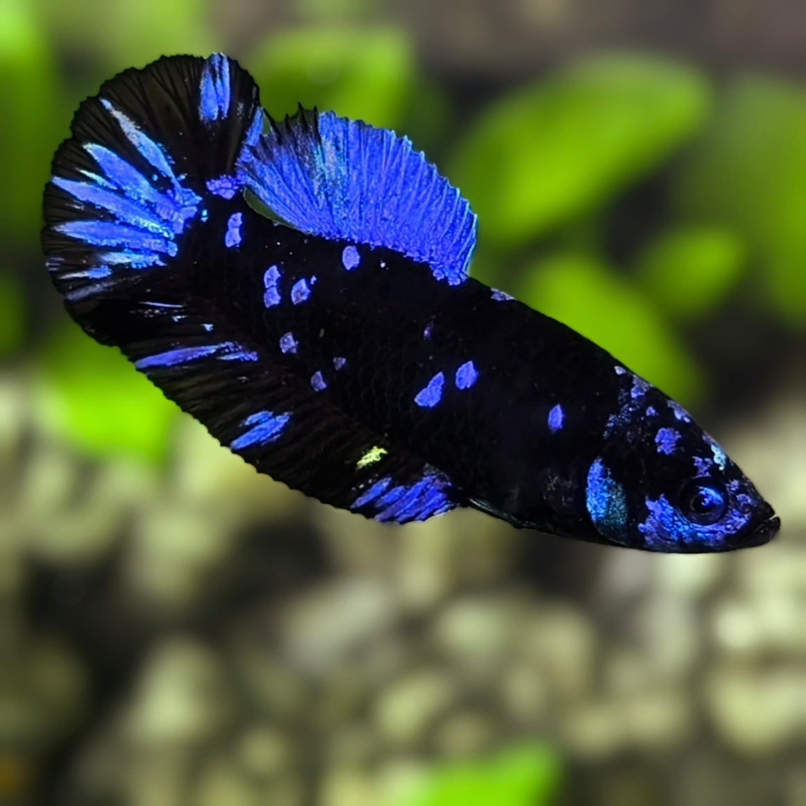 Avatar Blackstar Blue HMPK Betta Fish Female For Sorority / Breed