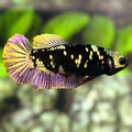 Avatar Blackstar Copper Gold HMPK Betta Fish Female For Sorority / Breed